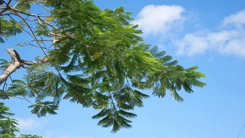 Tree swaying in the wind blue sky background in the park Stock Footage 113296881