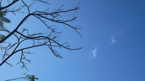 Tree swaying in the wind blue sky background in the park Stock Footage 113297108