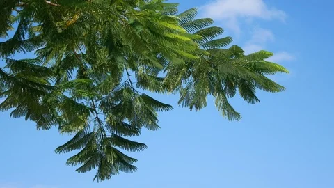 Tree swaying in the wind blue sky background in the park Stock Footage 113298551