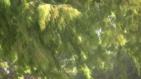 Tree swaying in wind Stock Footage 34411730