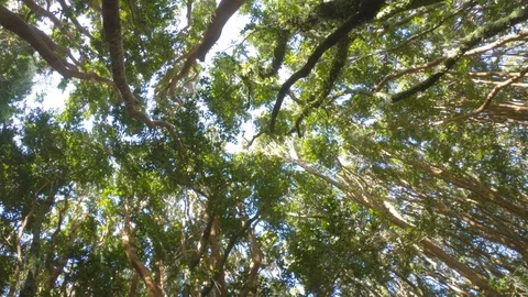 Tree swaying in the wind Stock Footage 111638195