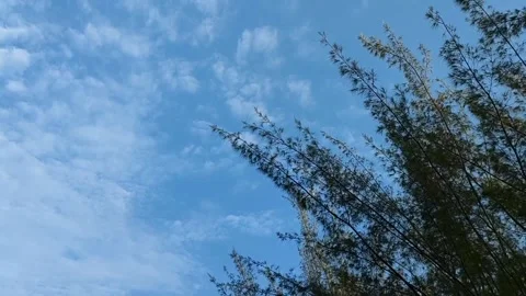 Tree swaying in the wind Stock Footage 218439895