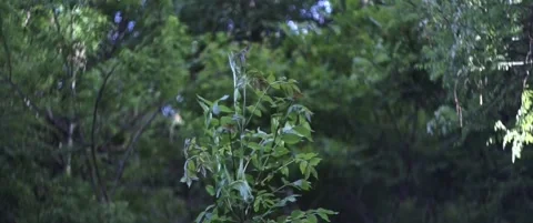 Tree swaying in the wind in the forest with anamorphic bokeh 動画素材 307721412