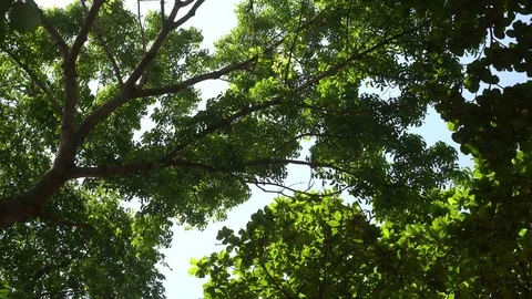 Tree swaying in the wind at forest Stock Footage 77011119