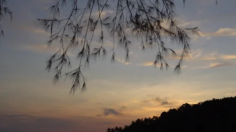 Tree Swaying In The Wind sky Background Stock Footage 107890687