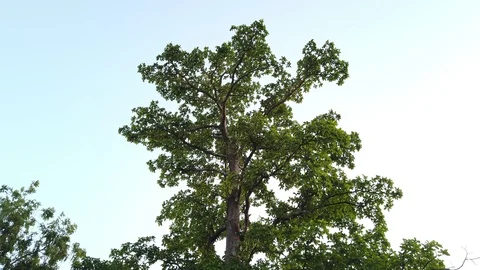Tree Swaying In The Wind sky Background Stock Footage 120543844
