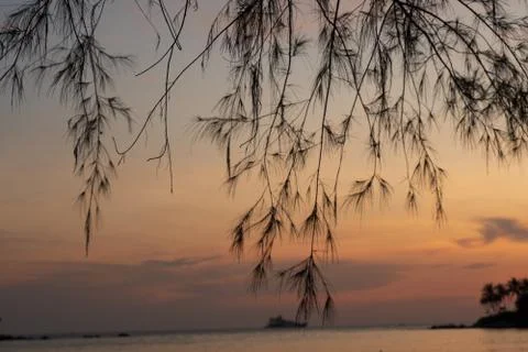 Tree Swaying In The Wind sky Background 库存照片