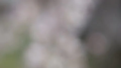 A tree swaying with the wind in spring. Defocused abstract footage Stock Footage 175243402