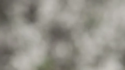 A tree swaying with the wind in spring Video stock 177936543