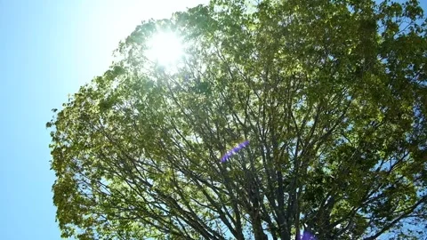 A tree swaying in the wind, sunlight Stock Footage 328231404