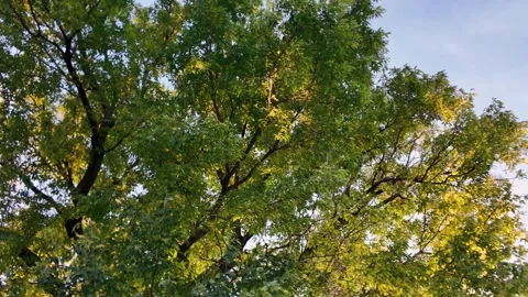 Tree Swaying in Wind at Sunset Slow Panning Nature Video Vídeos de archivo 347103618