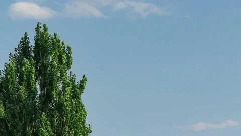 Tree swaying with the wind. Top of a tree on the blue sky. Natural background. Stock Footage 140177202