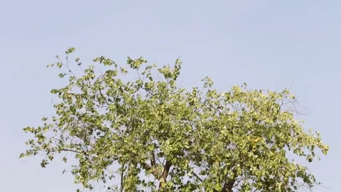 The tree is swaying in the windy. Stock Footage 81638312