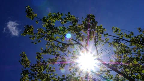 A tree sways against the backdrop of a blue sky and bright sun. Stock Footage 273514506
