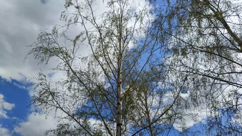 The tree sways against the sky in spring Stock Footage 188340475