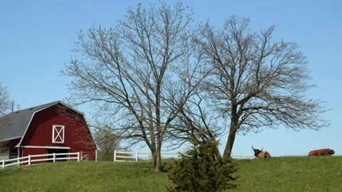 Tree sways in the breeze on a hill by a barn and cows. 4k60p Stock Footage 132463424