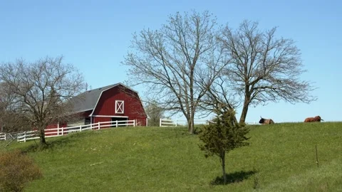 Tree sways gently in the breeze on a hill by a barn and cows. 4k60p Stock Footage 132463449