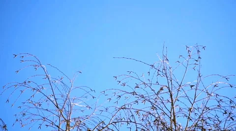 Tree sways the wind against the blue sky Stock Footage 61277859