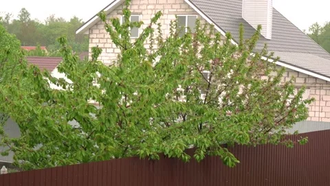 The tree sways in the wind and rain. Stock Footage 130663707