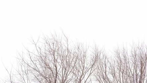 Tree sways in the wind Stock Footage 173123564