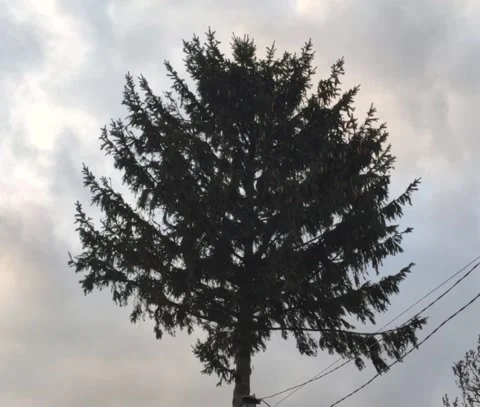 The tree sways in the wind Stock Footage 234170568