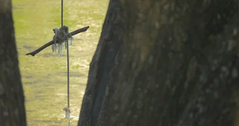 Tree swing hands loosely over water Stock Footage 98791031