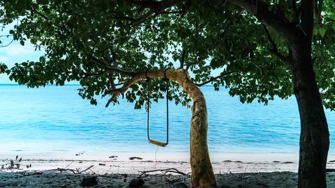 A tree with a swing hanging from it is on a beach Stock Photos