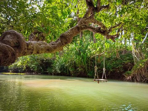 Tree Swing over the river in the forest Stock Photos