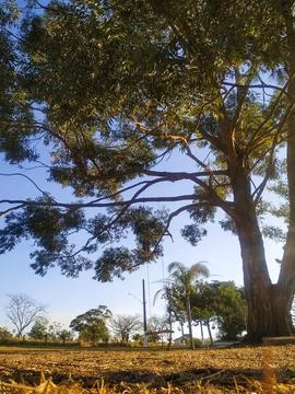 Tree swing Stock Photos
