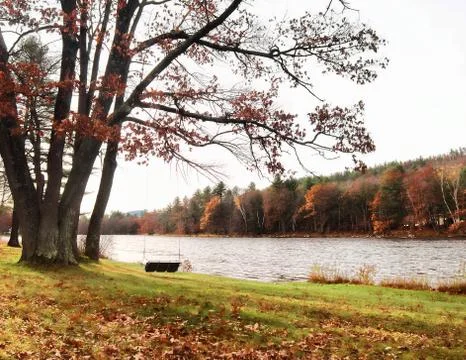 Tree swing by a river Stock Photos