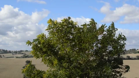A tree swing at the wind Stock Footage 163199097