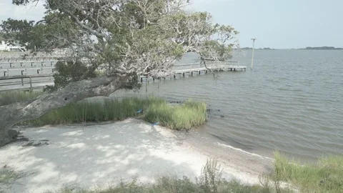 Tree with Swings by the Bay Stock Footage 252210268