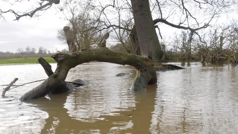 A tree in a swollen river after heavy rain Stock Footage 122210573