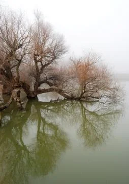 Tree in swollen waters Stock Photos