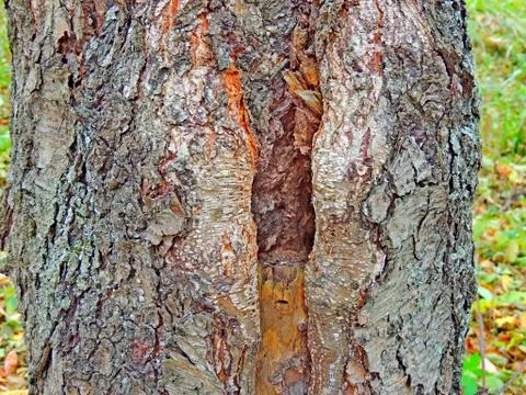 Tree with symmetrically thickened bark Foto stock
