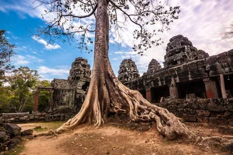 Tree in Ta Phrom, Angkor Wat, Cambodia. Stock Photos