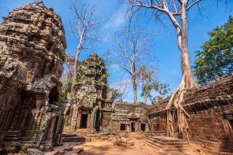 Tree in Ta Phrom, Angkor Wat, Cambodia. Stock Photos