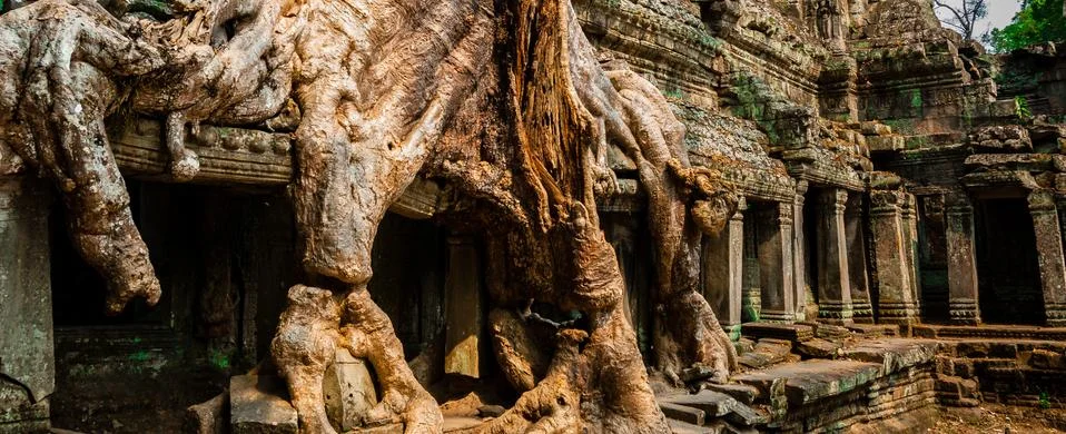 Tree at Ta Prohm Stock Photos