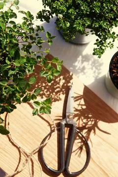 A tree on a table Stock Photos