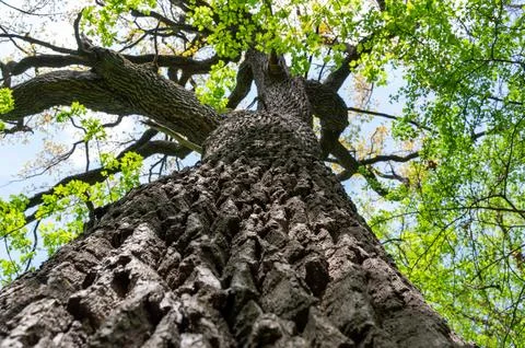 A tree taken from a lower angle Stock Photos