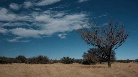 Tree Tall grass and  Clouds peaceful scene in Africa Stock Footage 135506730