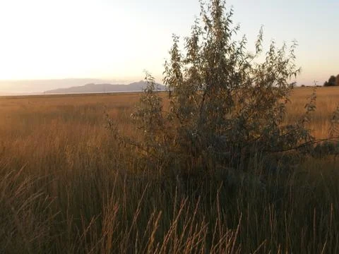 Tree in tall grass at sunset Stock Photos