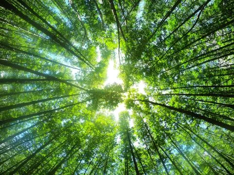 Tree tall with light effect in forest green nature background at country side Stock Photos