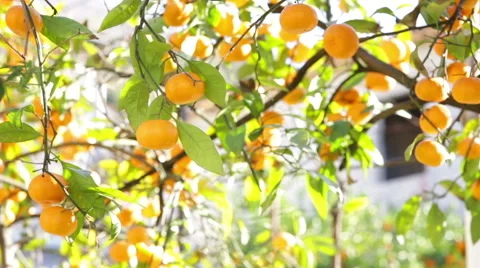 Tree With Tangerines Stock Footage 45033961