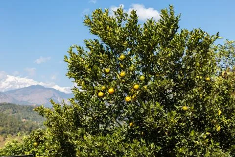 Tree with tangerines Stock Photos