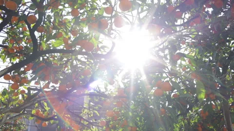 Tree With Tangerines in the Sun Video stock 45034867