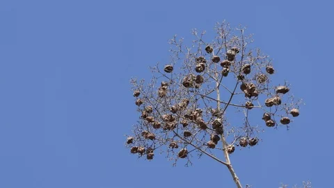 Tree of teak in the garden. Stock Footage 101692695