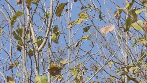 Tree of teak in the garden. Stock-Footage 101696480
