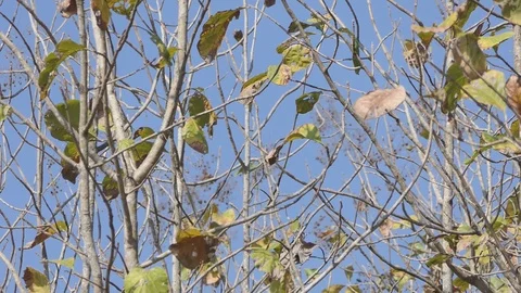Tree of teak in the garden. Stock-Footage 101696800