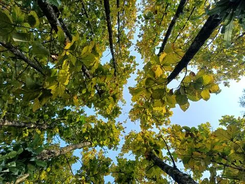 Tree teak Stock Photos